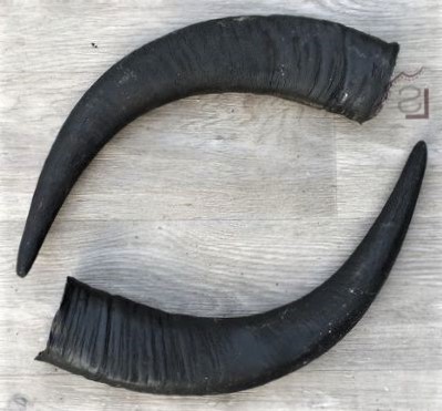 buffalo horn used for making Dhankute khukuri